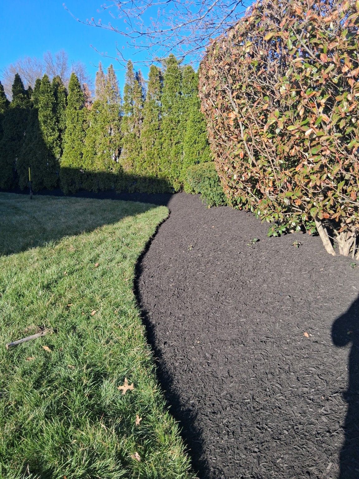 Black mulch bed and privacy hedges